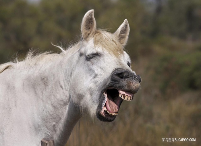 搞笑嚎叫的牧马