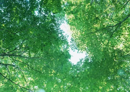 树木风景树林风景素材