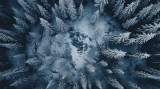 冬季雪景树林俯视鸟瞰摄影图