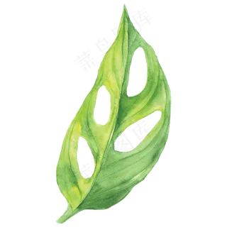 水彩插画-树叶1