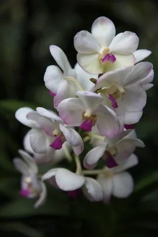 白色蝴蝶兰高清图片