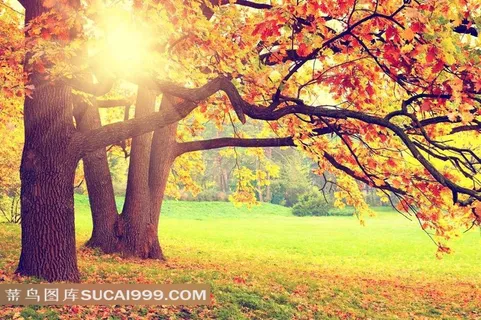 秋季美丽的公园树林景色风景图片