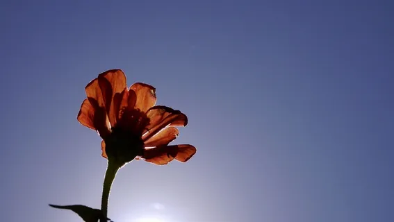 初秋唯美格桑花剪影