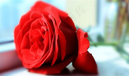 大红色的玫瑰花