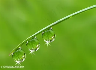 树叶上的水珠水滴高清图片