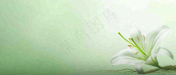 白色鲜花百合花鲜花意境简约，教师节淡雅摄影图(1680x720)