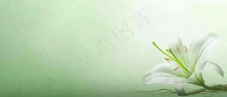 白色鲜花百合花鲜花意境简约，教师节淡雅摄影图