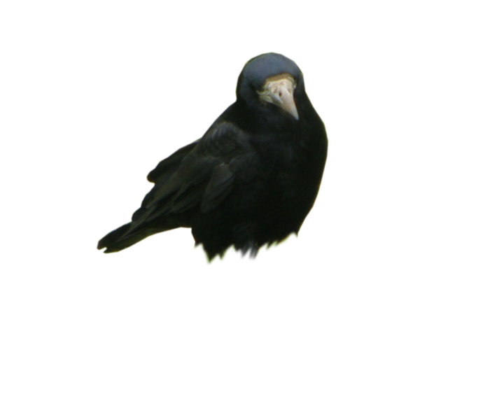 乌鸦动物园动物设计素材森林野生