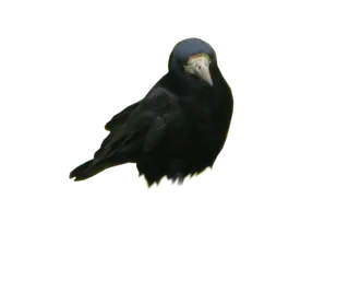 乌鸦动物园动物设计素材森林野生