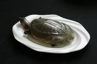 R00500甲鱼三吃 (9)