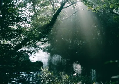 树木风景森林图片素材 树木风景森林图片素材