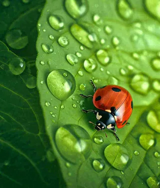 春天夏天七星瓢虫动物昆虫在绿叶上，谷雨立夏夏至小暑摄影图