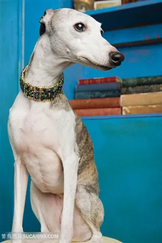 高清可爱惠灵顿犬狗狗图片