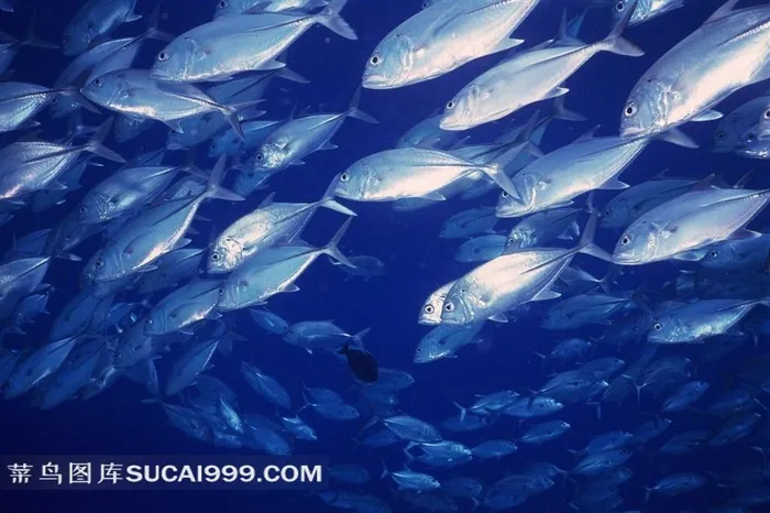 海洋生物深海鱼群高清摄影图片