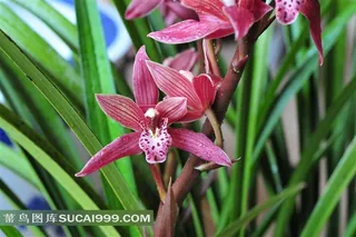 墨兰花摄影图片