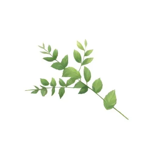 绿叶树枝免抠(2048x2048)