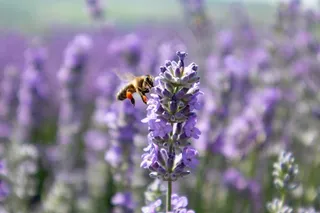 薰衣草花摄影图片