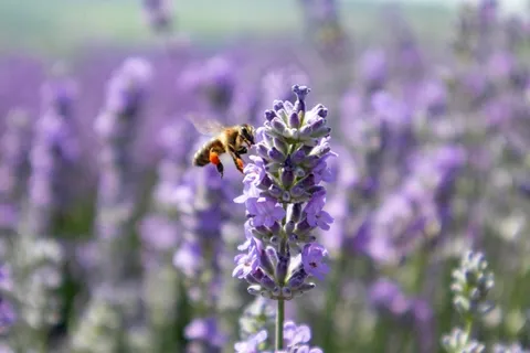 薰衣草花摄影图片 薰衣草花摄影图片