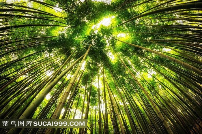 美丽幽静的树林风景图片