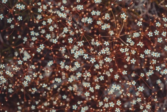 非常渺小的小花丛