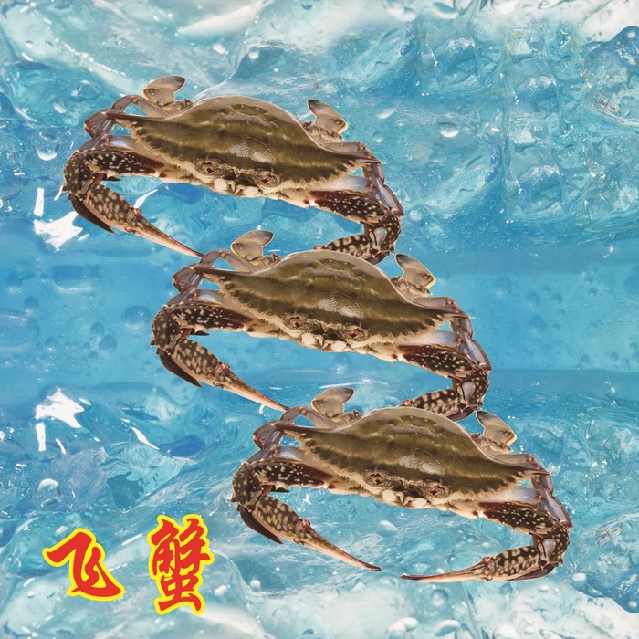 海水背景中的飞蟹