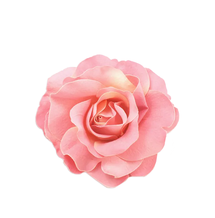 鲜花玫瑰免扣素材