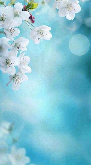 蓝色浪漫白色樱花花朵枝叶，立春惊蛰春分摄影图