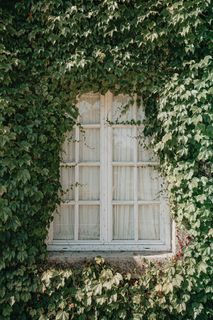 窗台爬山虎图片