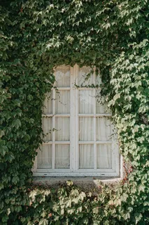 窗台爬山虎图片