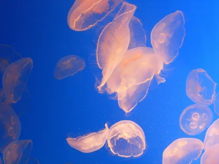 海底水母图片 海底水母图片