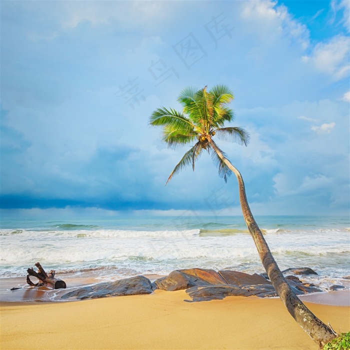 海边高清浪花椰树风景图片