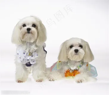迷你犬-两只漂亮的可爱狗狗正面西施犬