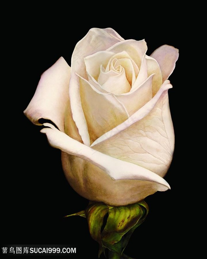 高清唯美花卉花朵艺术画