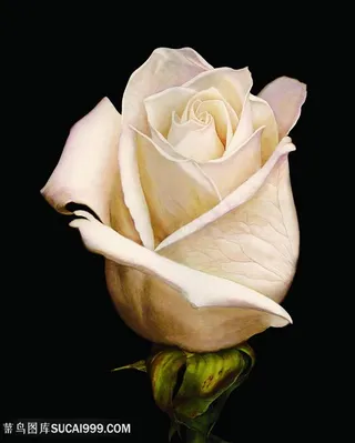 高清唯美花卉花朵艺术画