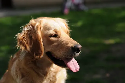 公金毛犬图片 公金毛犬图片