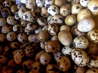 鸟蛋鸭蛋菜市场农村牧场鸡