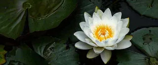 夏天荷花池荷叶白荷花睡莲特写，夏至小暑大暑摄影图