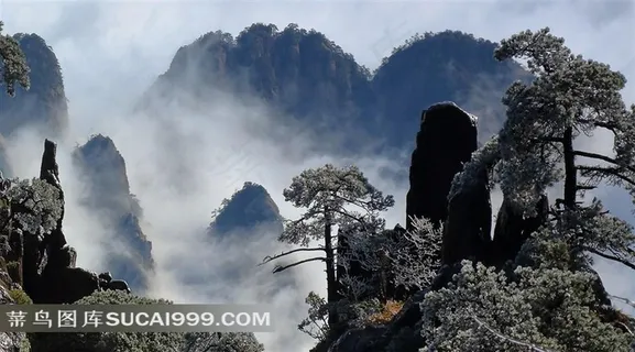安徽黄山奇松风景素材图片