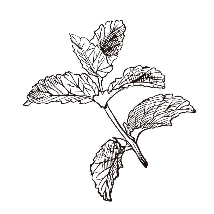 线条草本花卉手绘植物-薄荷