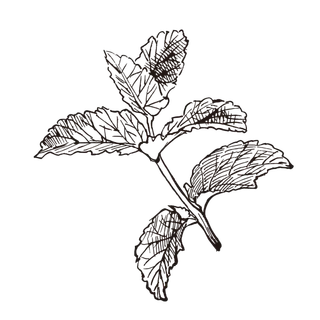 线条草本花卉手绘植物-薄荷