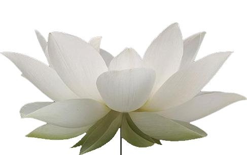 莲花 PNG免抠(487x306)