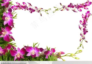 唯美鲜花边框 兰花