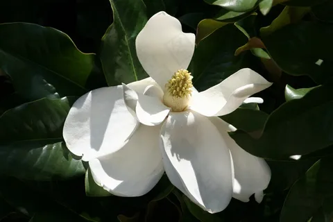 白色栀子花高清图片 白色栀子花高清图片