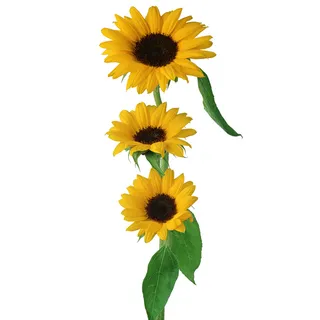 免抠向日葵摄影实物图片