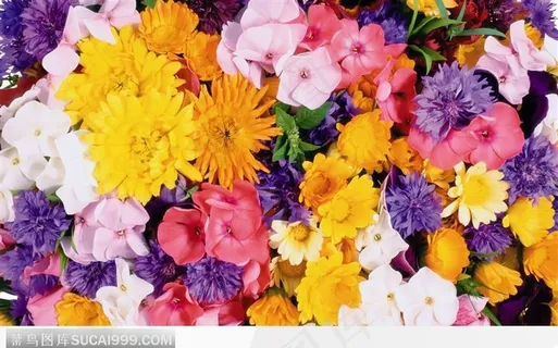 黄菊花和小红花 黄菊花和小红花