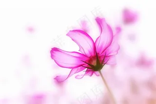 高清唯美鲜花图片