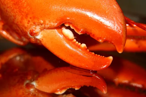 高清龙虾小龙虾