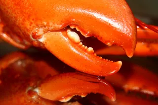 高清龙虾小龙虾