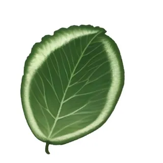 叶子绿叶树叶免抠