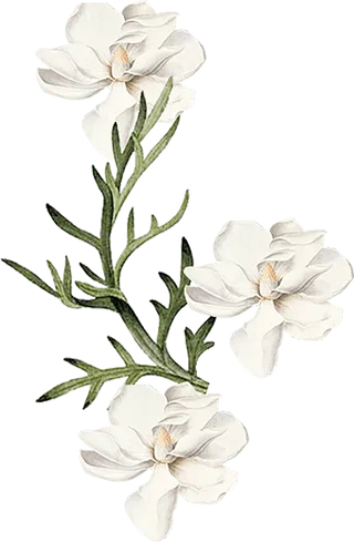 手绘白色花朵漂亮免扣